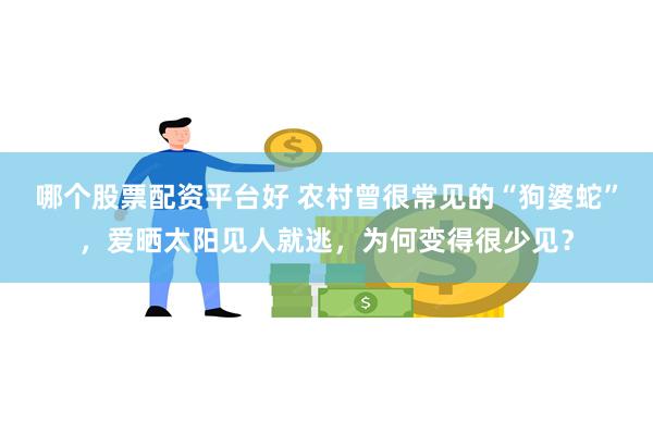 哪个股票配资平台好 农村曾很常见的“狗婆蛇”，爱晒太阳见人就逃，为何变得很少见？