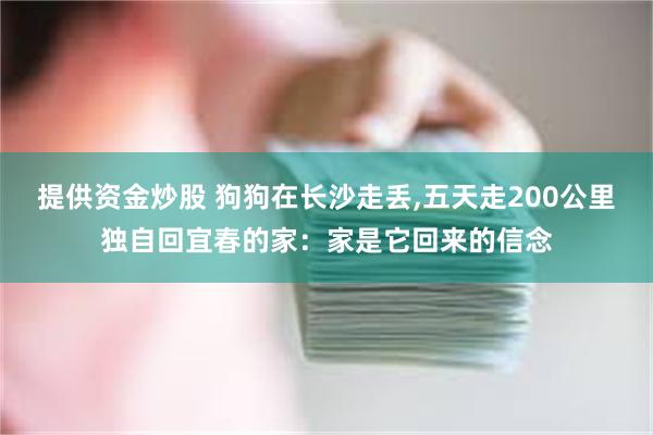 提供资金炒股 狗狗在长沙走丢,五天走200公里独自回宜春的家：家是它回来的信念